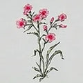 Pressed Botanical